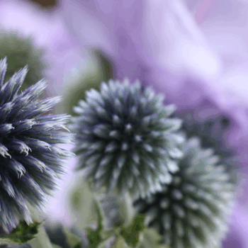 Blumenschmuck, Floristik; ©Sylvia Reischert